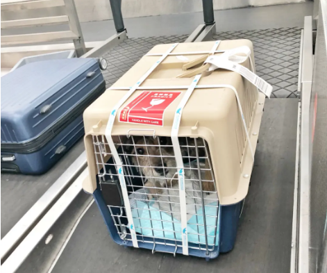 崇明宠物托运 宠物托运公司 机场宠物托运 宠物空运